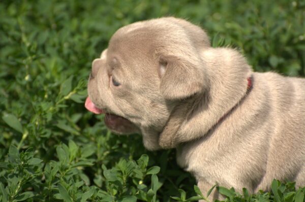 Januel French Bulldog