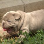 Januel-male-french-bulldog-puppy-for-sale-1 (5)