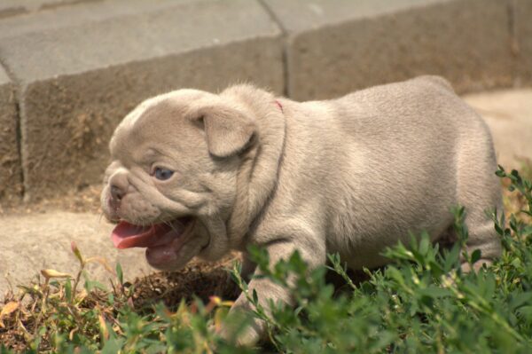 Januel French Bulldog