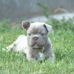 Jean-male-french-bulldog-puppy-for-sale-1 (1)
