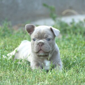 Jean French Bulldog