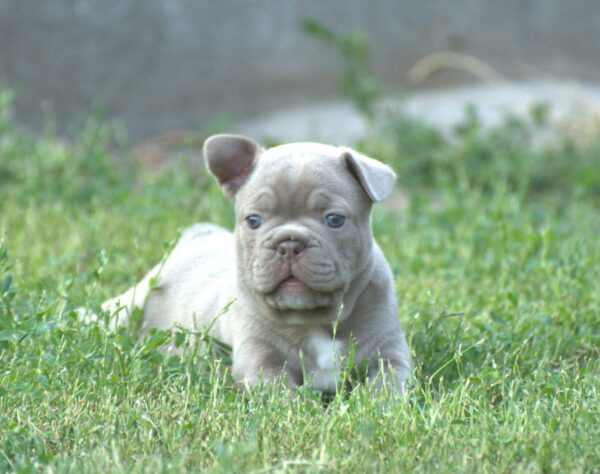 Jean French Bulldog