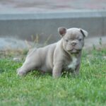 Jean-male-french-bulldog-puppy-for-sale-1 (2)
