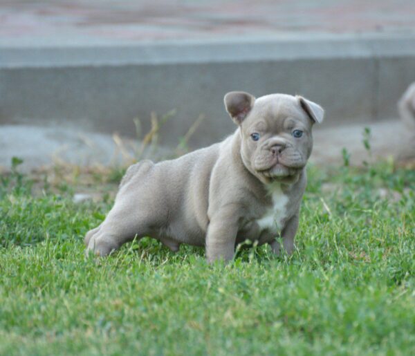 Jean French Bulldog