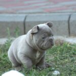 Jean-male-french-bulldog-puppy-for-sale-1 (3)