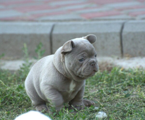 Jean French Bulldog