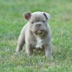 Dolari French Bulldog