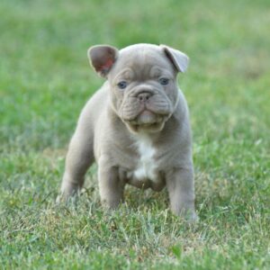 Jean French Bulldog