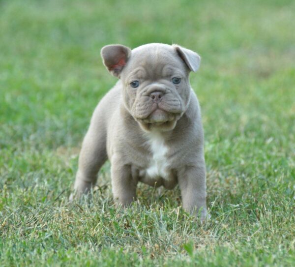 Jean French Bulldog