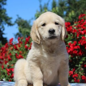 Jeanette Golden Retriever