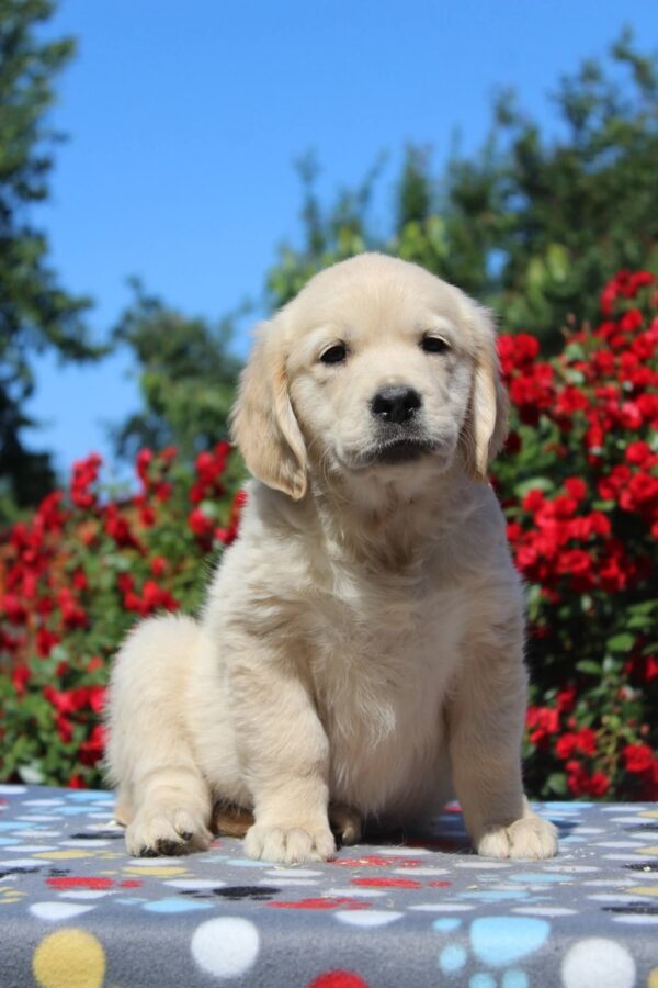 Jeanette Golden Retriever