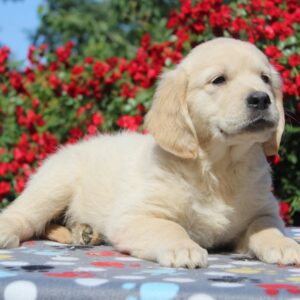 Jeanette Golden Retriever