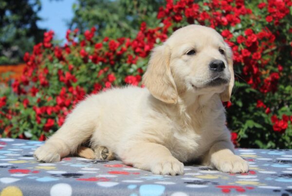 Jeanette Golden Retriever