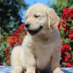 Jeanette-female-golden-retriver-puppy-for-sale-1 (3)