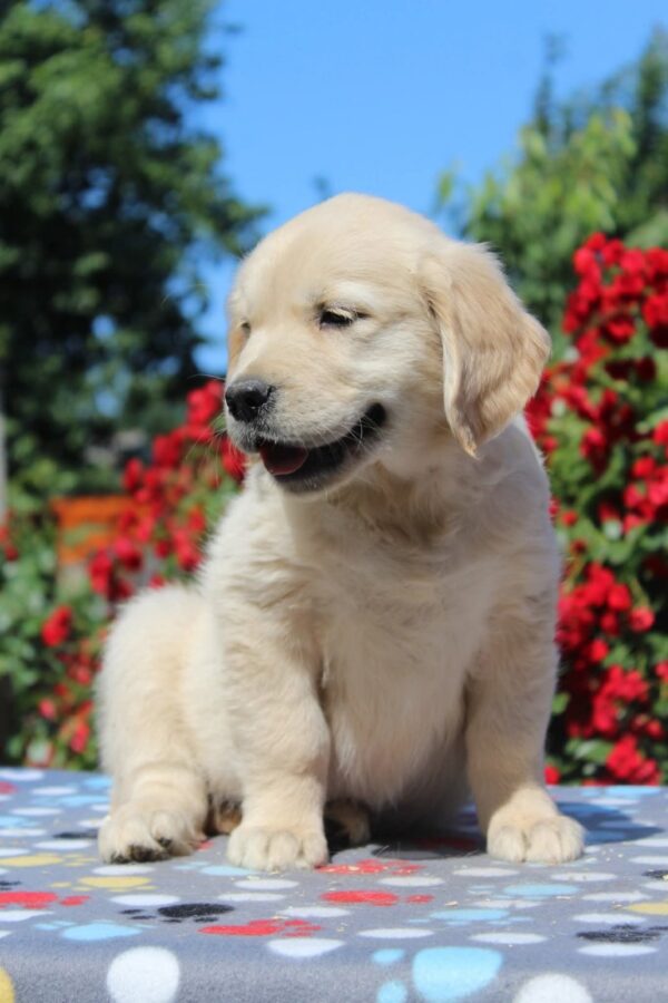 Jeanette Golden Retriever