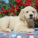 Jeanette-female-golden-retriver-puppy-for-sale-1 (4)