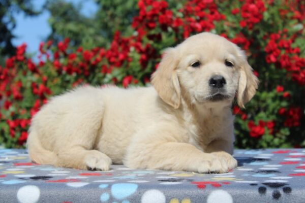 Jeanette Golden Retriever