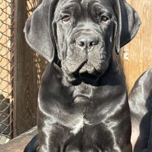Jella Cane Corso