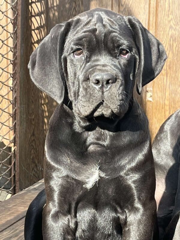 Jella Cane Corso