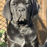 Jella-female-cane-corso-puppy-for-sale-1 (2)