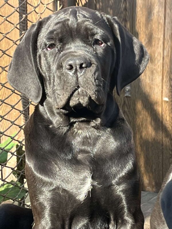 Jella Cane Corso