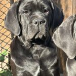 Jella-female-cane-corso-puppy-for-sale-1 (3)