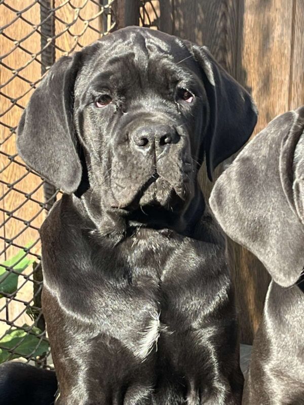 Jella Cane Corso