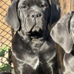 Jella-female-cane-corso-puppy-for-sale-1 (4)