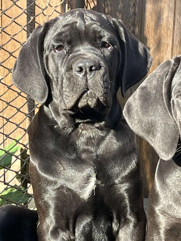 Jella Cane Corso