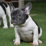 Dikuma French Bulldog