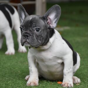 Jeremiah French Bulldog