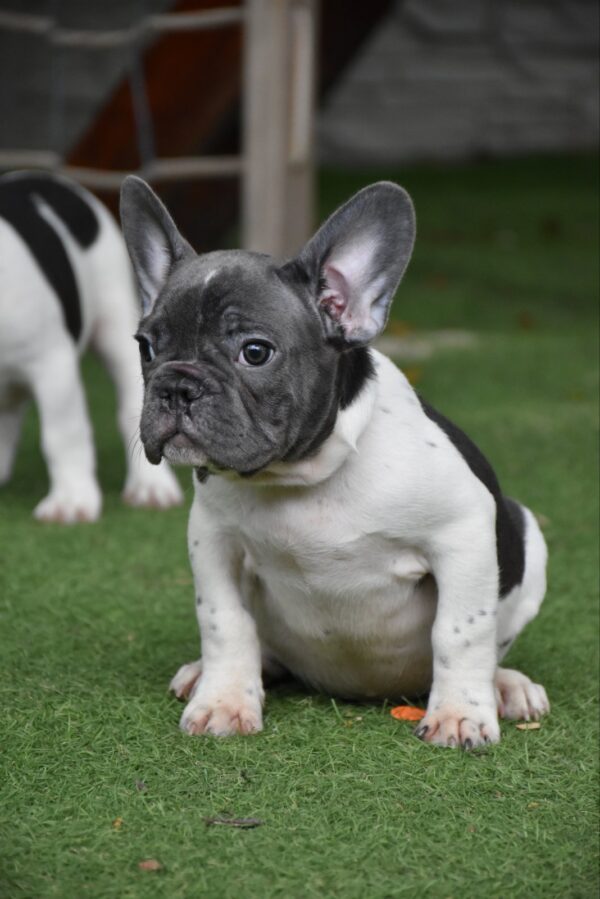 Jeremiah French Bulldog