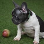 Jeremiah-male-french-bulldog-puppy-for-sale-1 (2)