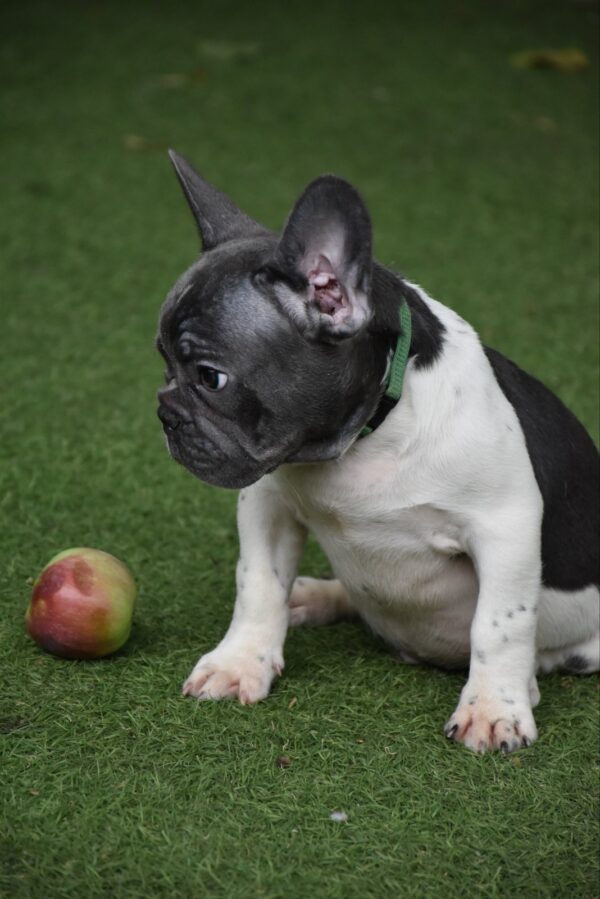 Jeremiah French Bulldog