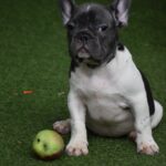 Jeremiah-male-french-bulldog-puppy-for-sale-1 (3)