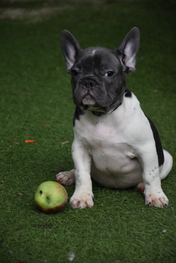 Jeremiah French Bulldog