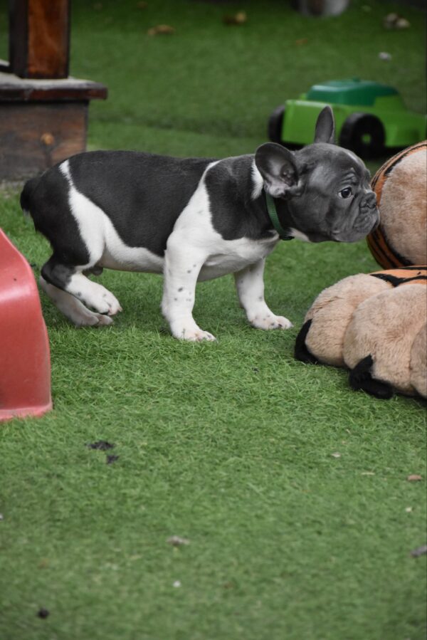 Jeremiah French Bulldog