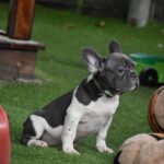 Jeremiah-male-french-bulldog-puppy-for-sale-1 (5)