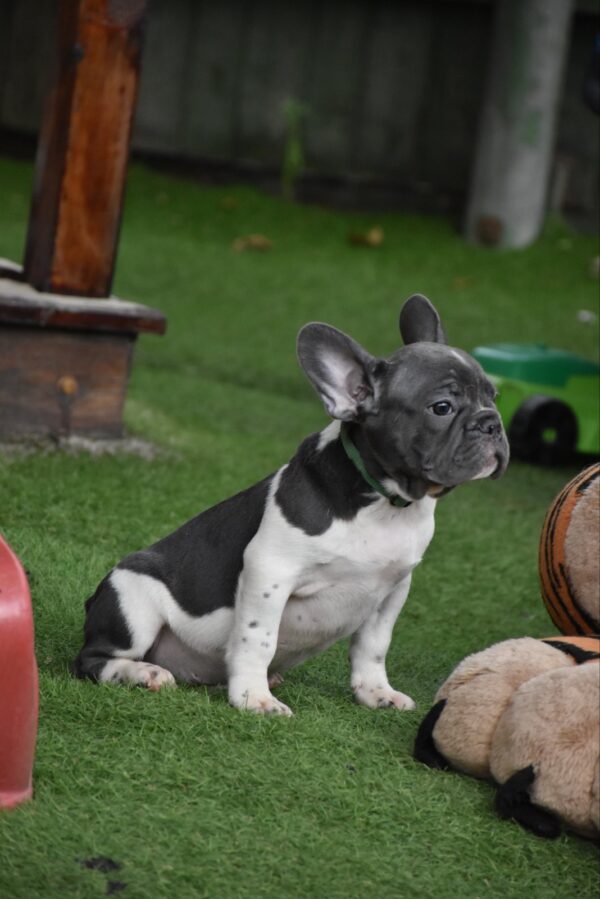 Jeremiah French Bulldog