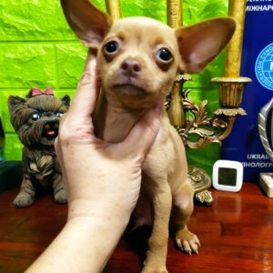 Jeremy Russian Toy Terrier