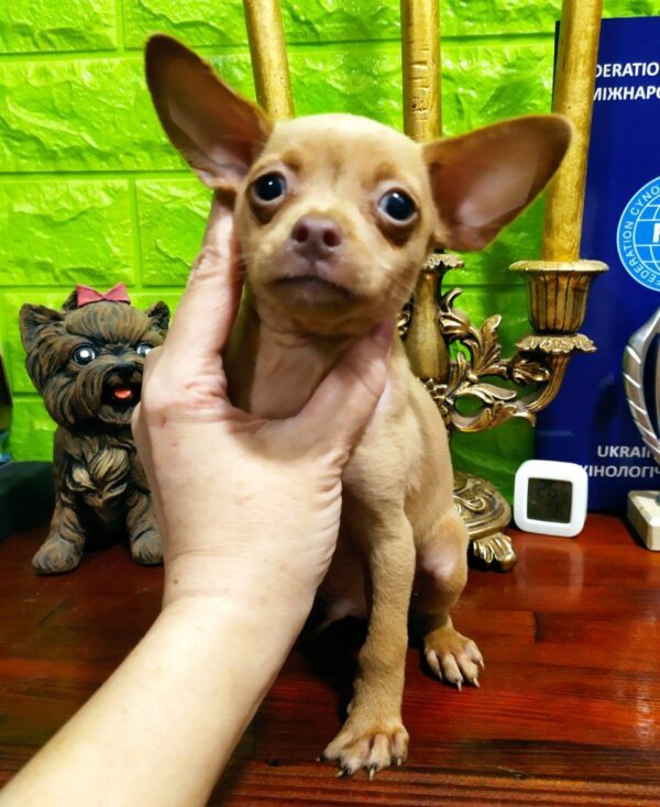 Jeremy Russian Toy Terrier