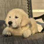 Jerro-male-golden-retriver-puppy-for-sale-1 (1)