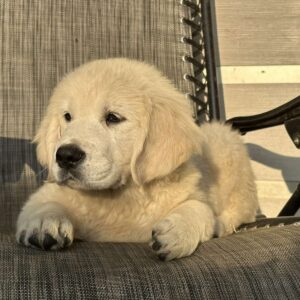 Jerro Golden Retriever