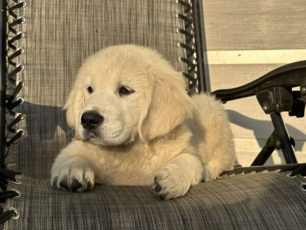 Jerro Golden Retriever