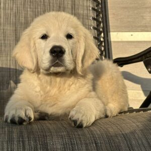 Jerro Golden Retriever