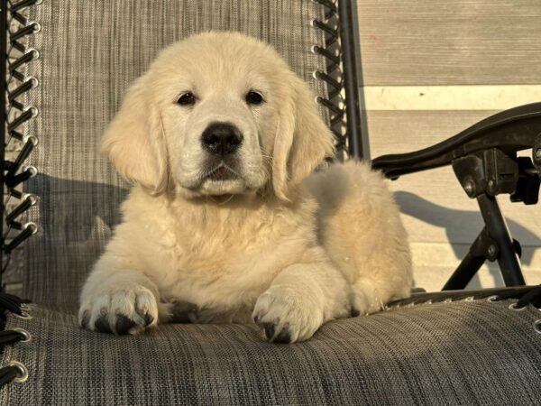 Jerro Golden Retriever