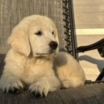 Jerro-male-golden-retriver-puppy-for-sale-1 (3)
