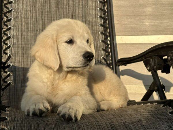 Jerro Golden Retriever
