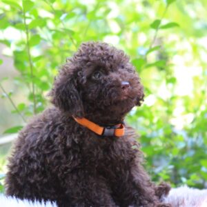 Jimi Miniature Poodle