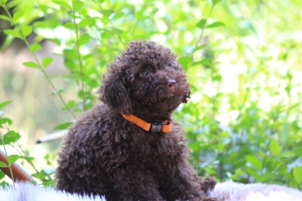 Jimi Miniature Poodle
